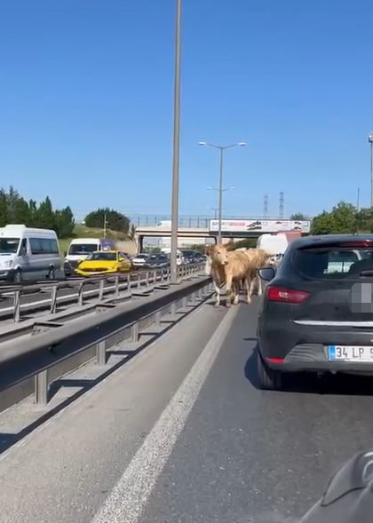İnekler TEM Otoyolu’na çıktı sürücüler zor anlar yaşadı