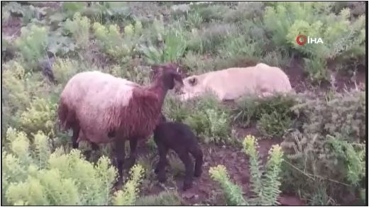 Kangal köpek koyun ve yavrusunu canı pahasına korudu