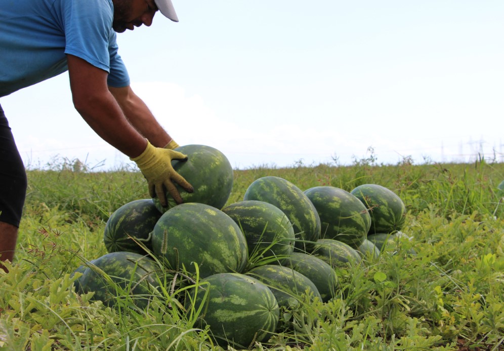 Karpuz, depremzedelerin yüzünü güldürdü