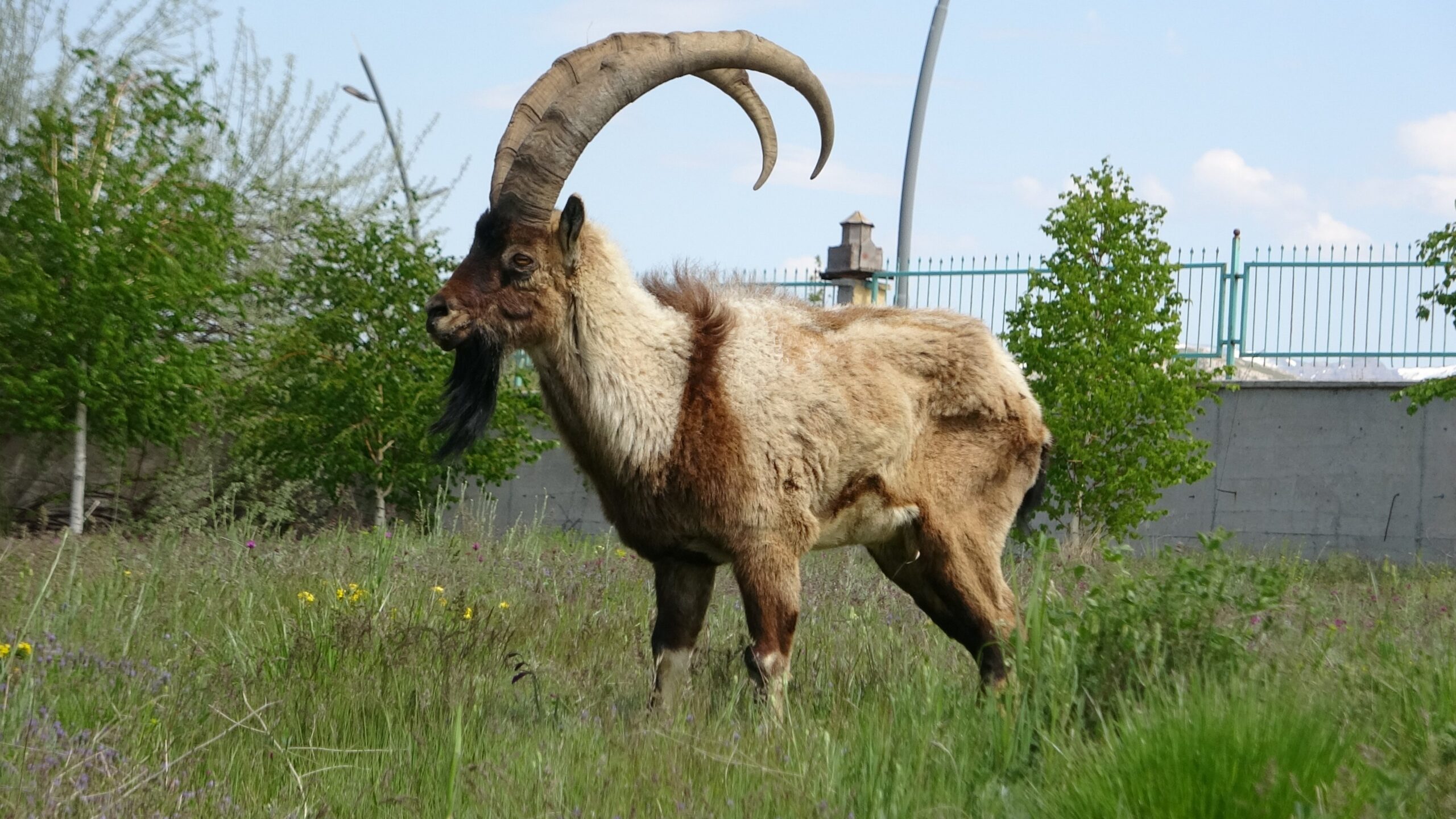 Nesli tükenme tehlikesi olan dağ keçisi Van’da sağlığına kavuşuyor 