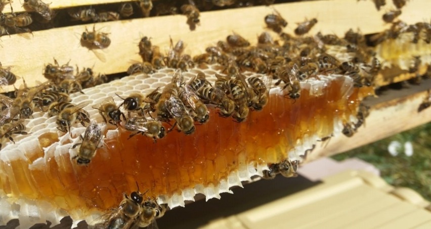 Türkiye bal üretiminde dünya ikincisi