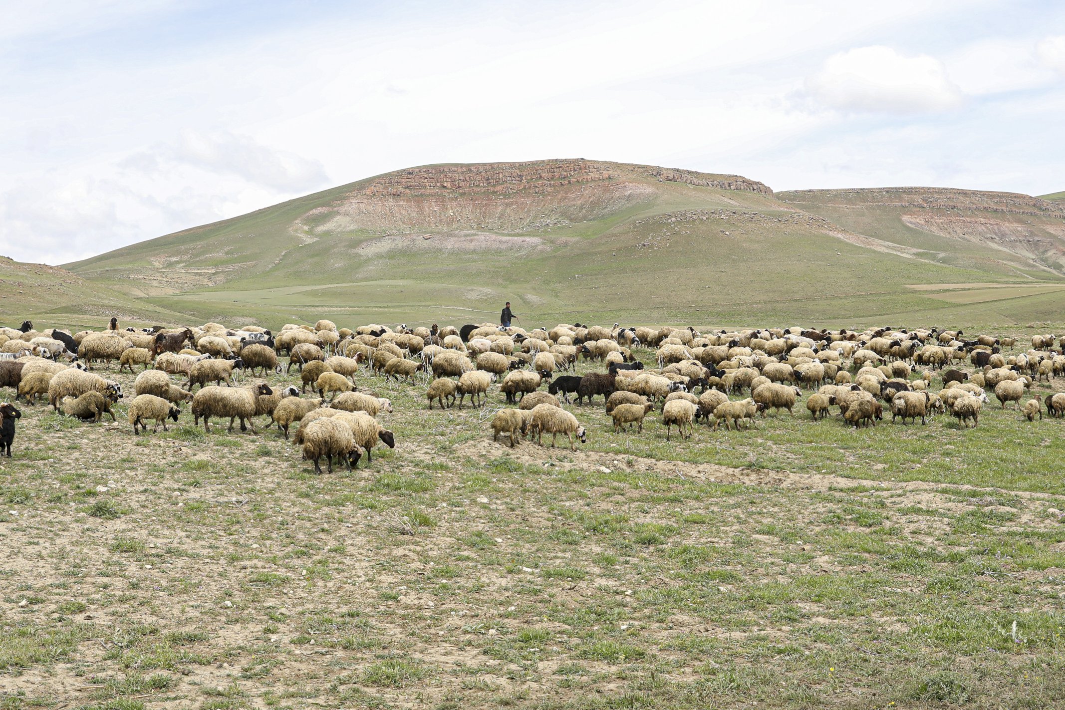 Van’da Koyunculuk Projesinden bin 800 aile faydalandı