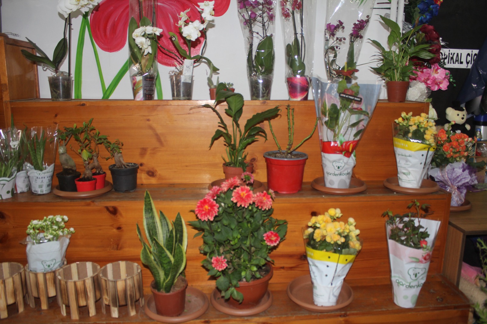 Van’da doğru çiçek bakımı nasıl yapılmalı?