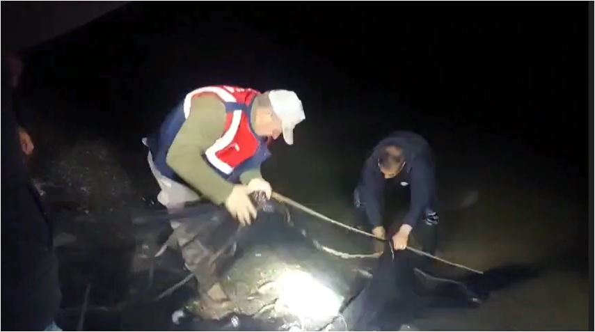 Van’da kaçak yolla avlanan 4 bin 650 kilo inci kefali ele geçirildi