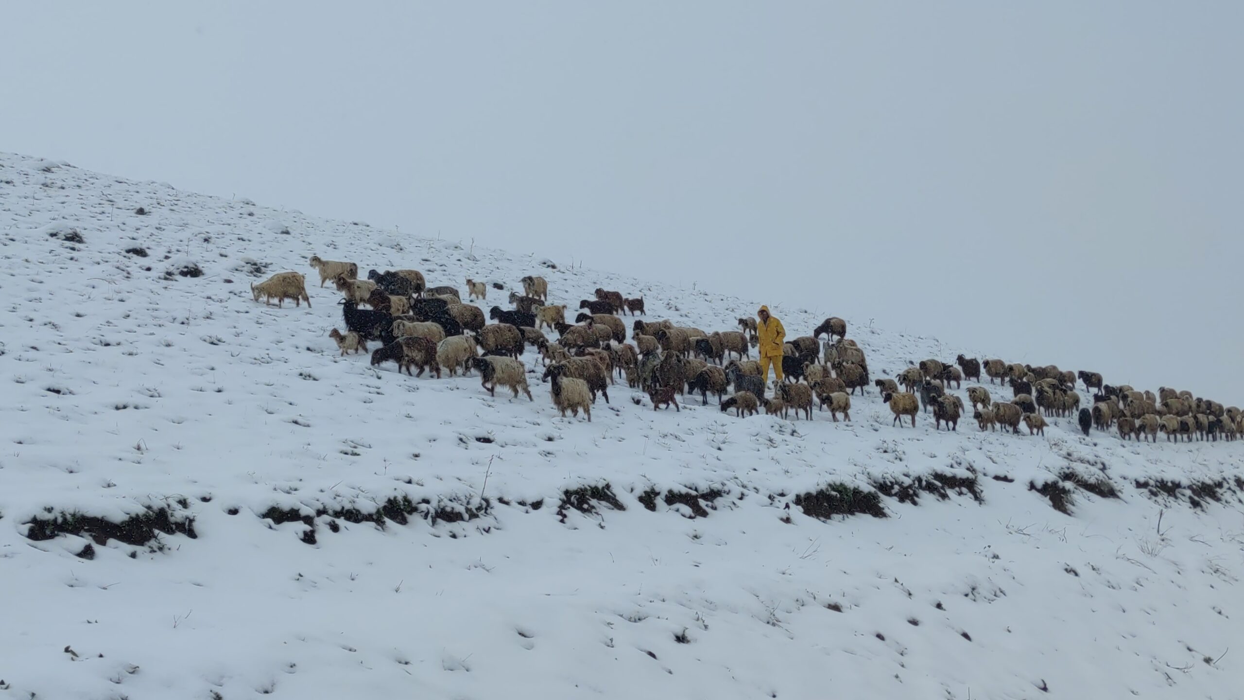   Van’da kar yağışına yakalanan koyunlar ağıllara geri döndü