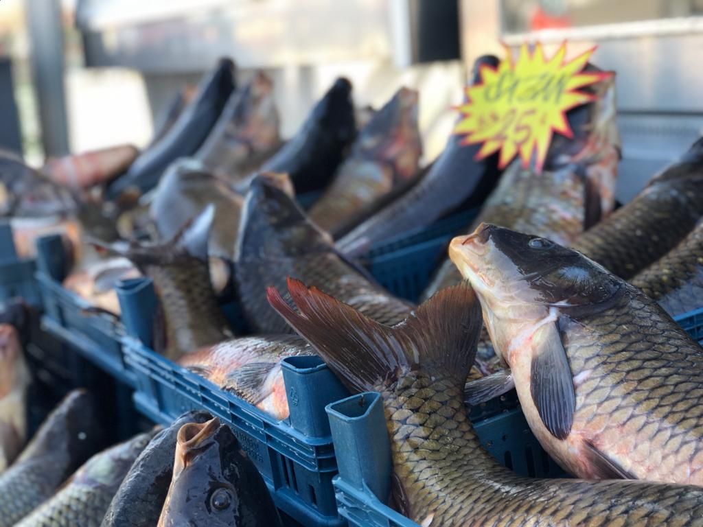 Van’da sazangiller av yasağı başladı