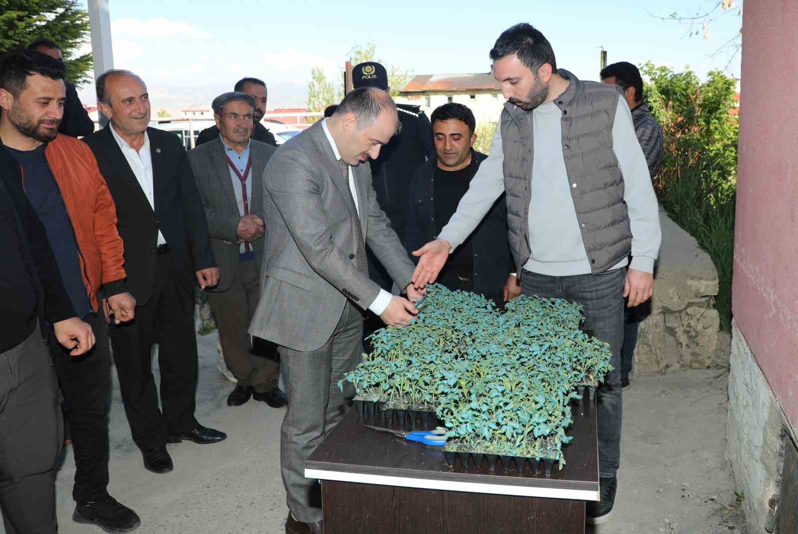 Başkale’de domates fidesi dağıtıldı