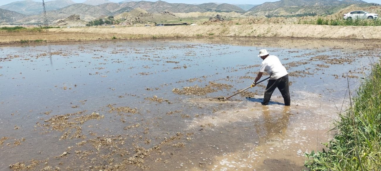 “Beyaz altın”ın sofralara uzanan serüveni başaladı
