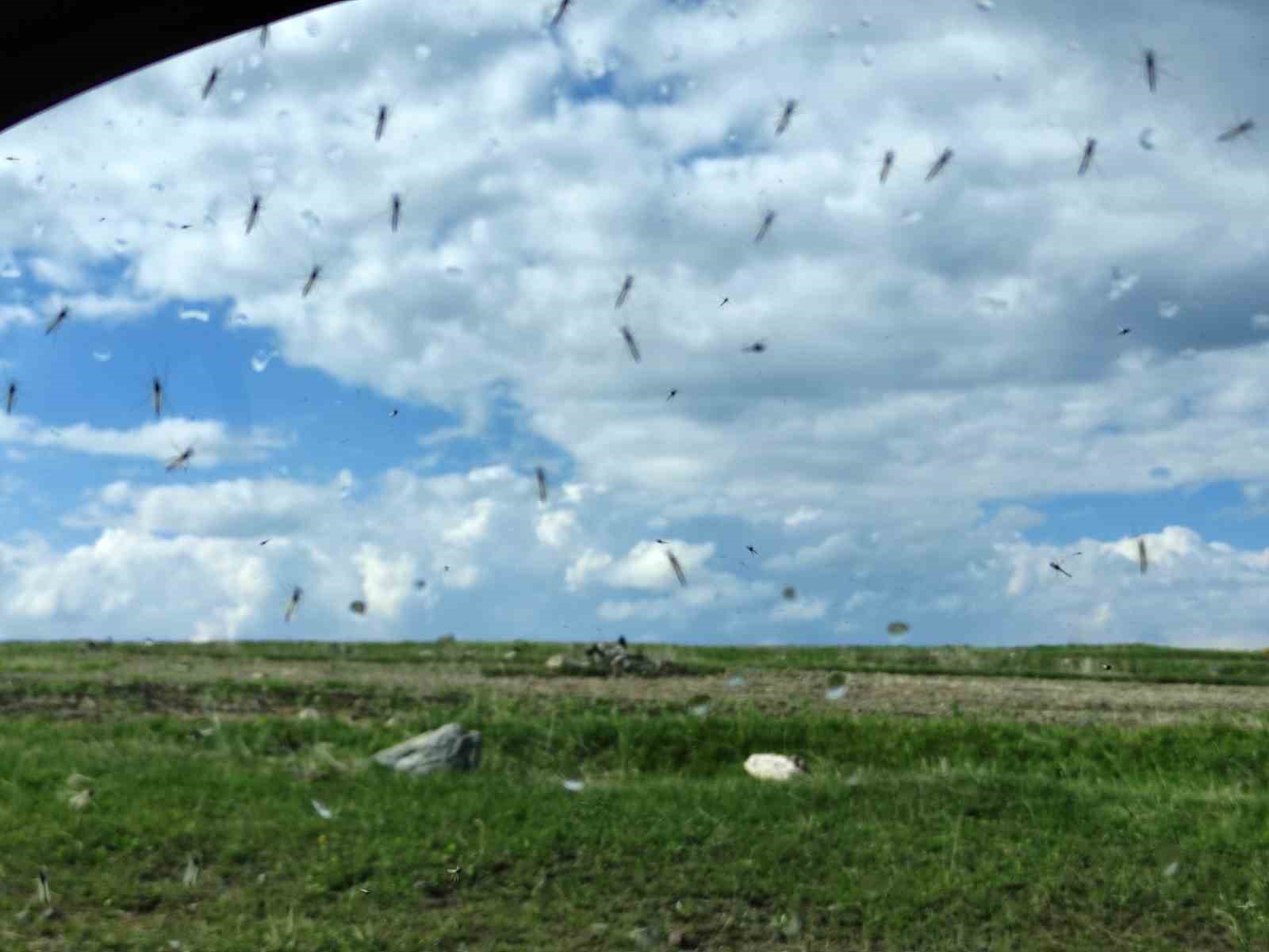 Çıldır Gölü’nü milyonlarca ’göl sineği’ sardı