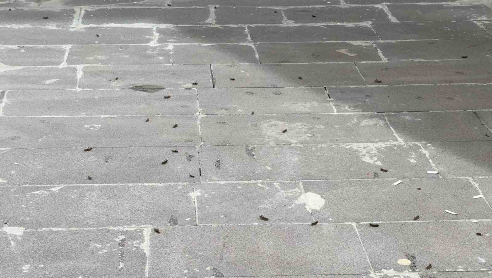 Tatvan’da çekirgeler şehir merkezini istila etti