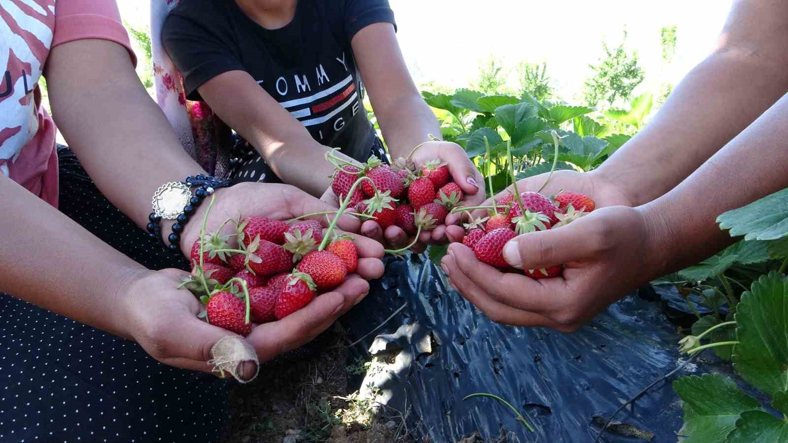 5 dönümle başladı siparişlere yetişemiyor