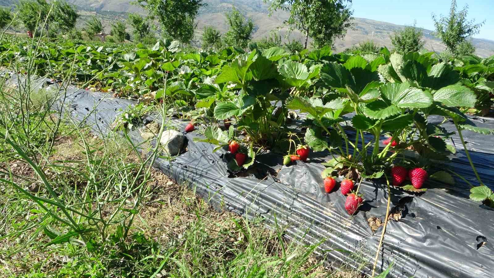 5 dönümle başladı siparişlere yetişemiyor
