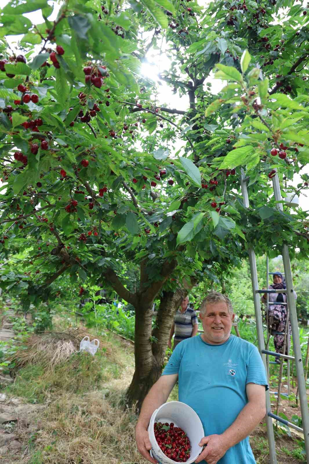 Aydın Dağları’nda erkenci kirazda hasat başladı