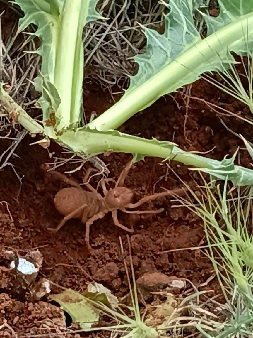 Et yiyen örümcek o ilde görüntülendi