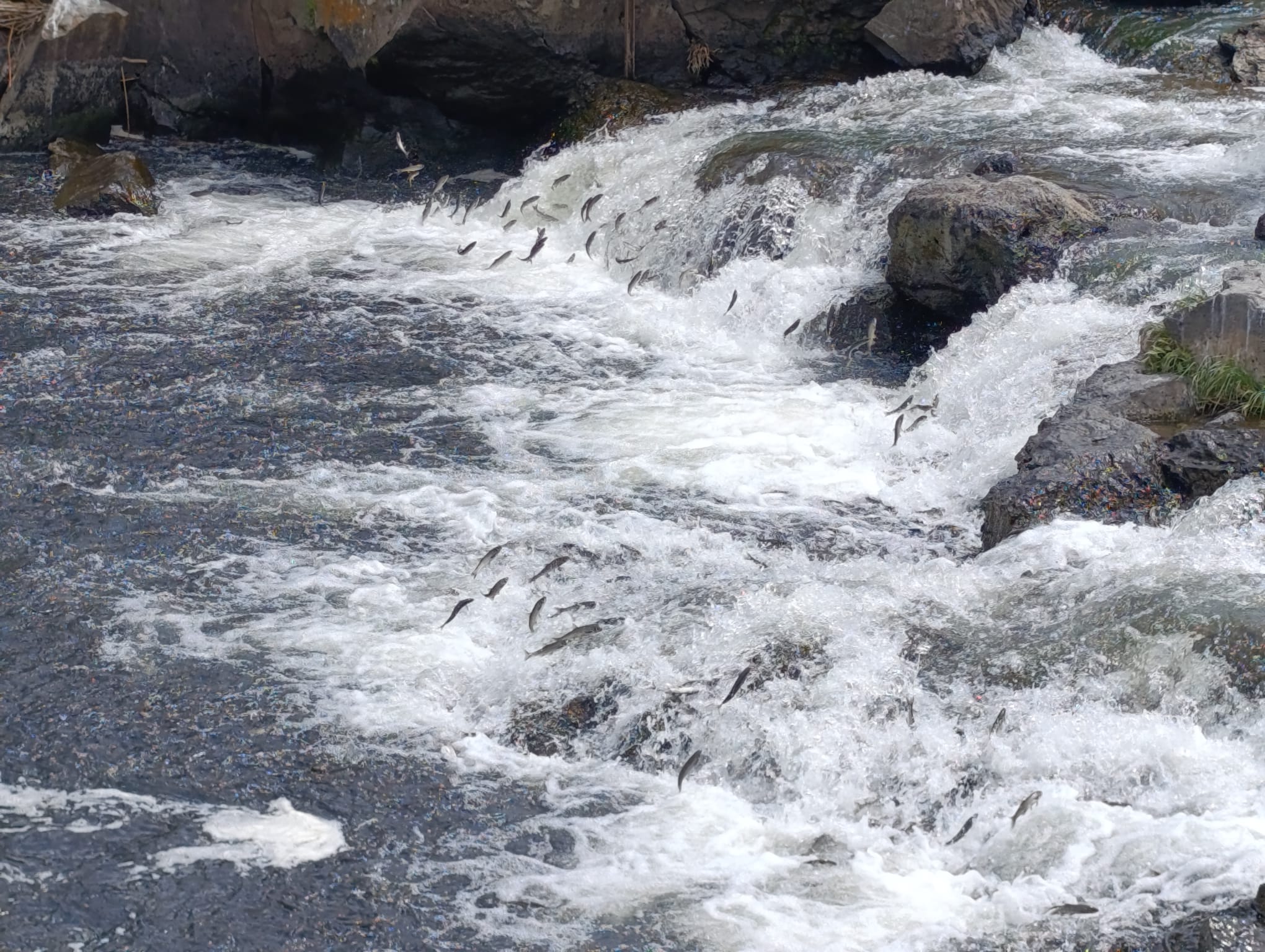 Van’da İnci Kefali Şöleni Başladı: 11. Uluslararası Göç Festivali Erciş’te Start Aldı