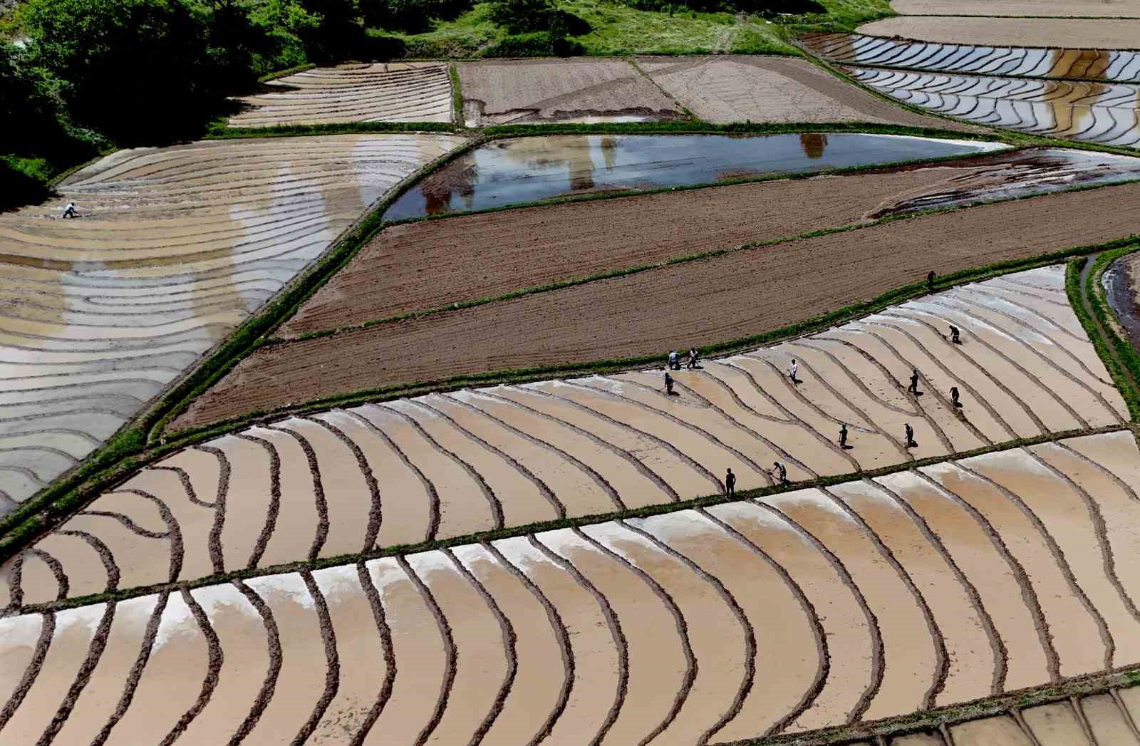 İmece usulü çeltik ektiler