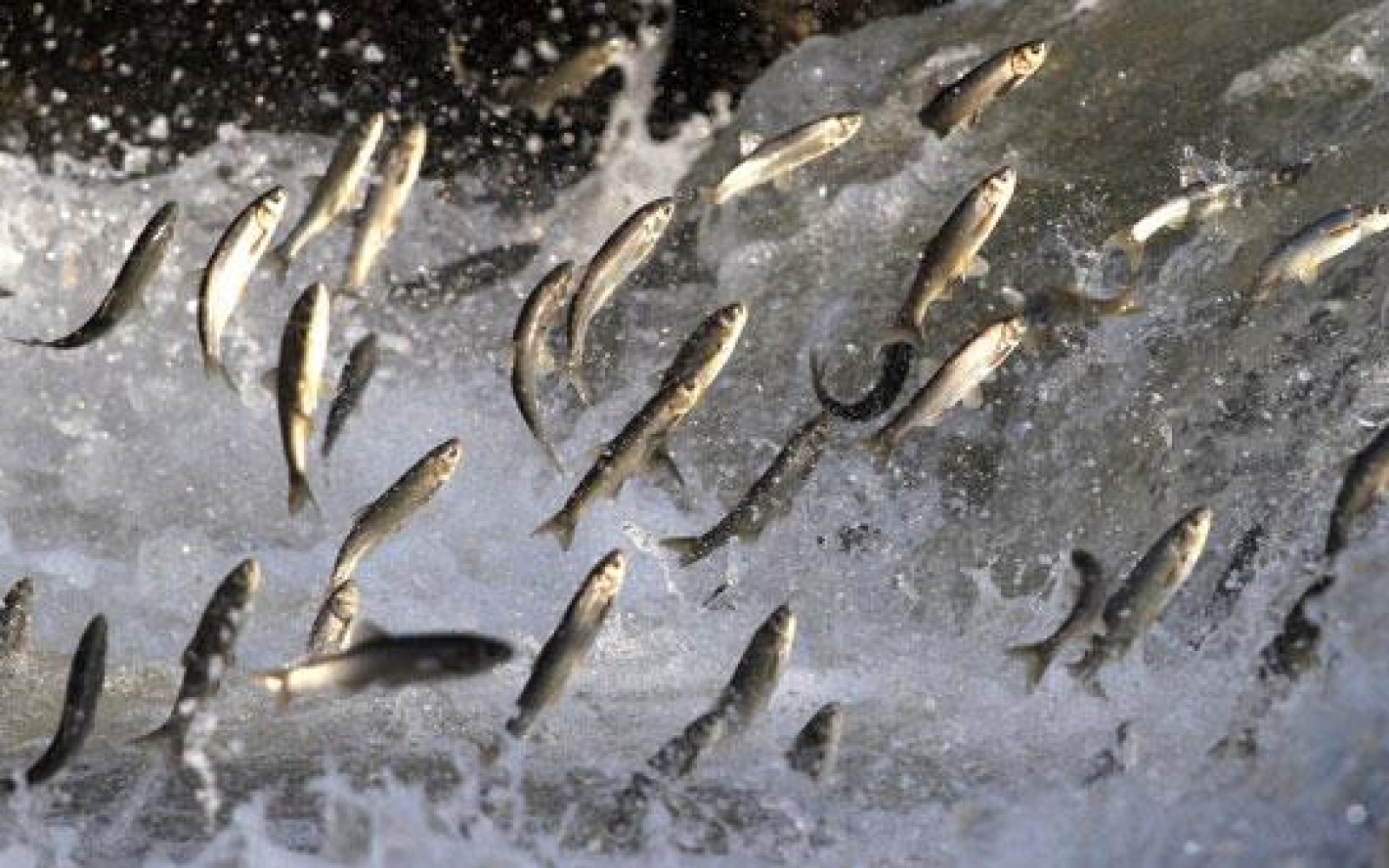 Van’da birçok ünlü sanatçı sahne alacak