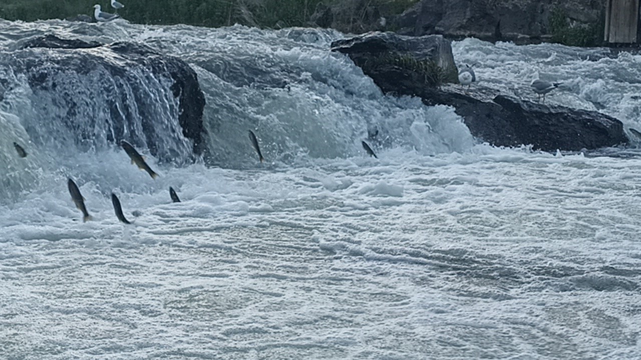 İnci kefallerinin zorlu yolculuğu başladı