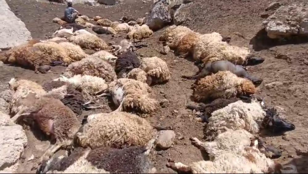 Kurtların saldırdığı sürüde 74 koyun telef oldu