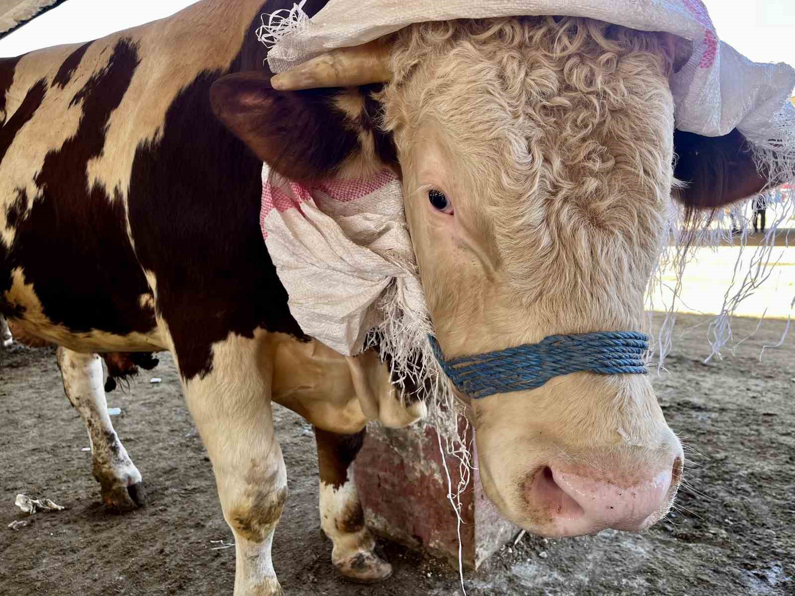 Kurban sevkiyatında düşüş