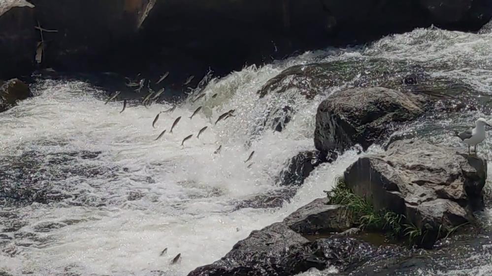 Uçan balıklar görsel şölen oluşturdu