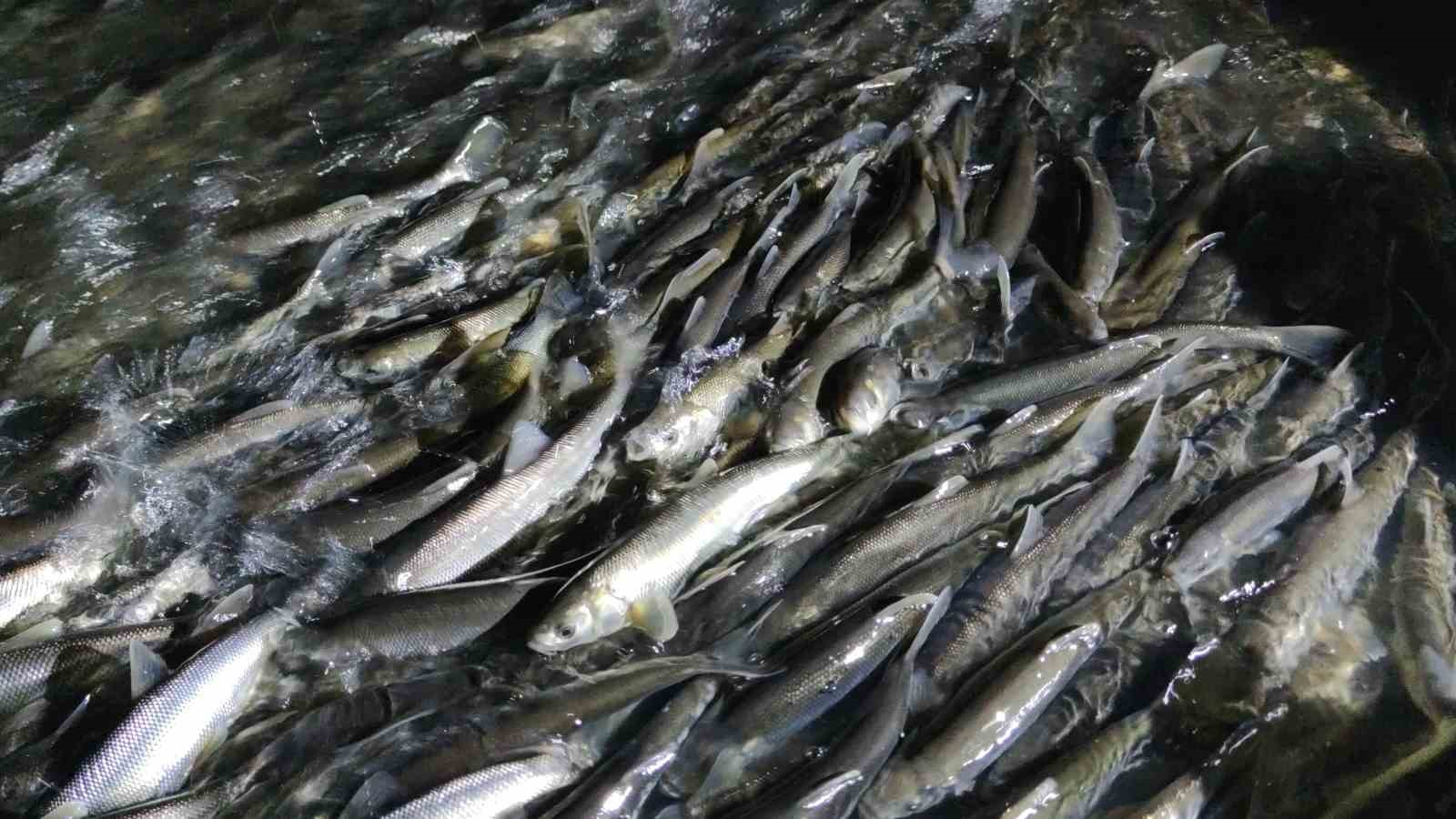 Van Balığı geceleri kendini daha güvende hissediyor