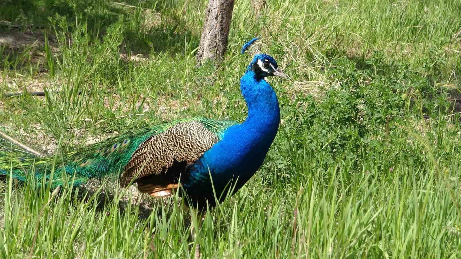 Van YYÜ’nün kalıcı misafirleri