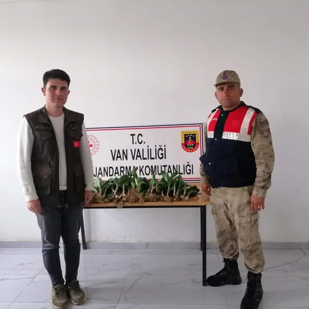 Van’da dev soğan bitkisi toplayan İranlılara ceza