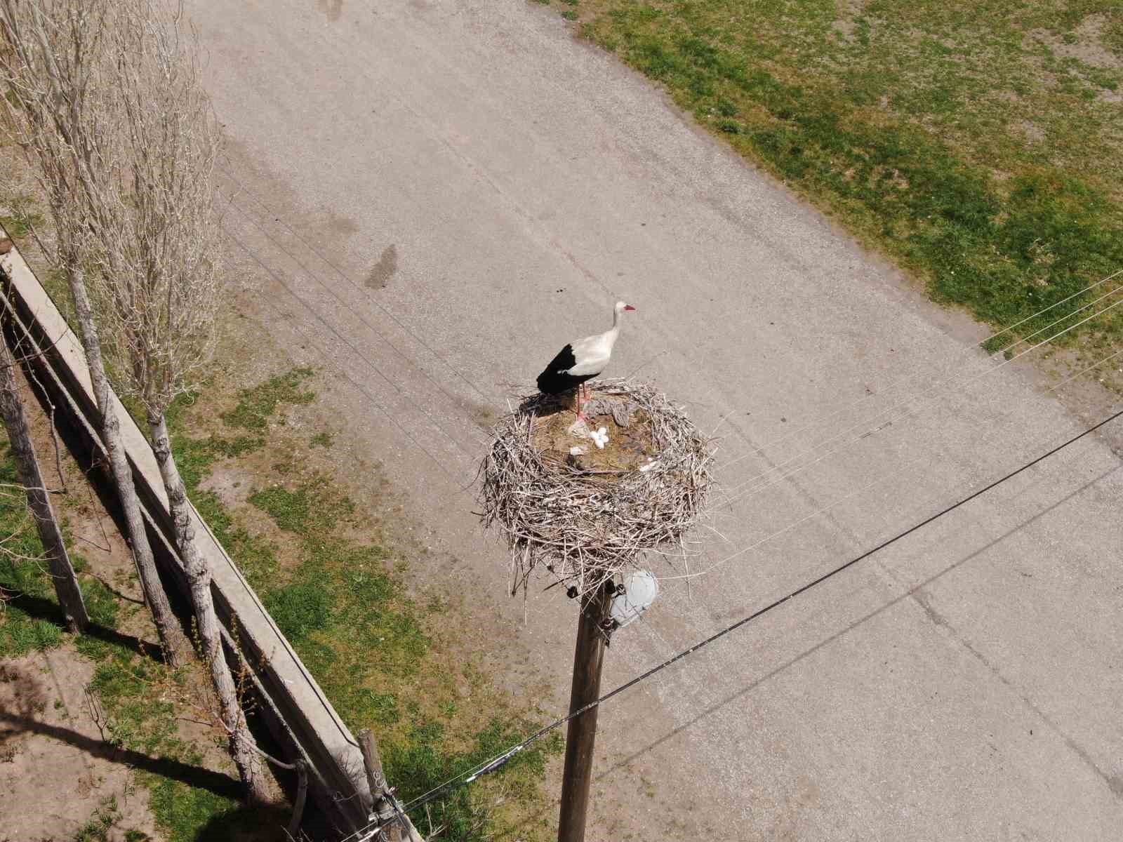 Van’da leylekler yuvalarına dönüp kuluçkaya yattı