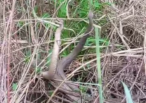 Yılanların dansı görüntülendi