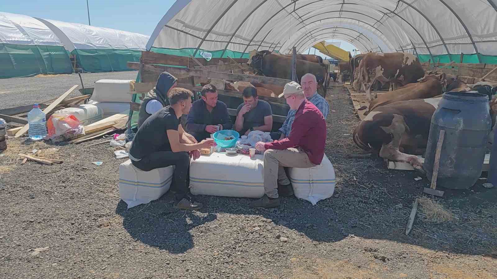 Bayam hazırlıkları başladı:Kurbanlıklar pazara indi