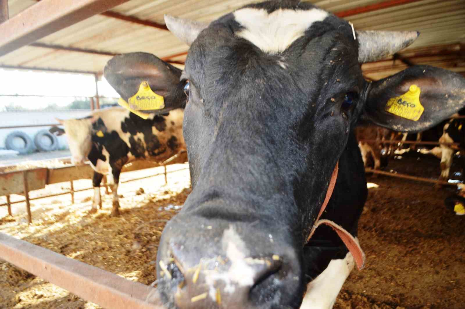 Kurbanlık alırken nelere dikkat edilmeli?