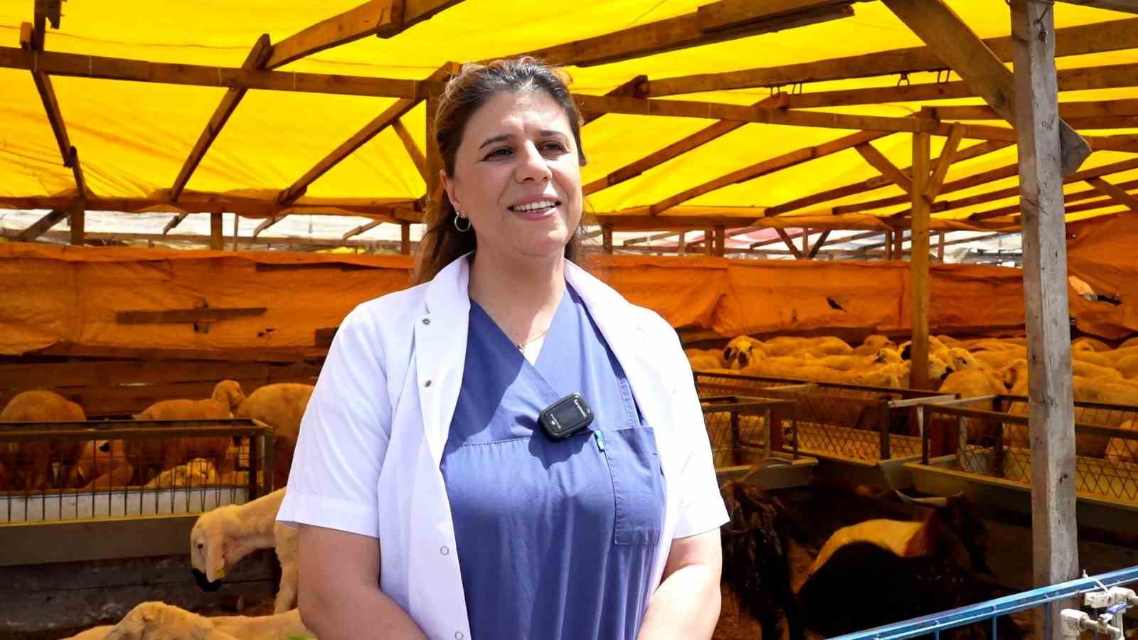 Kurbanlık alırken nelere dikkat edilmeli? İşte 9 önemli detay