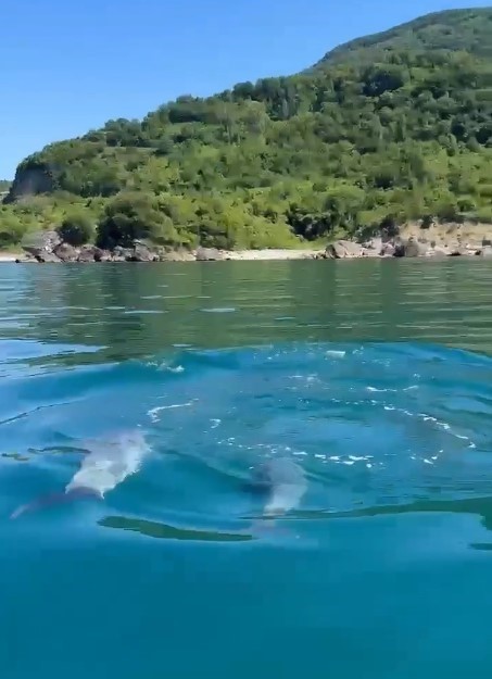 Sevimli yunuslar, balıkçı teknesine eşlik etti