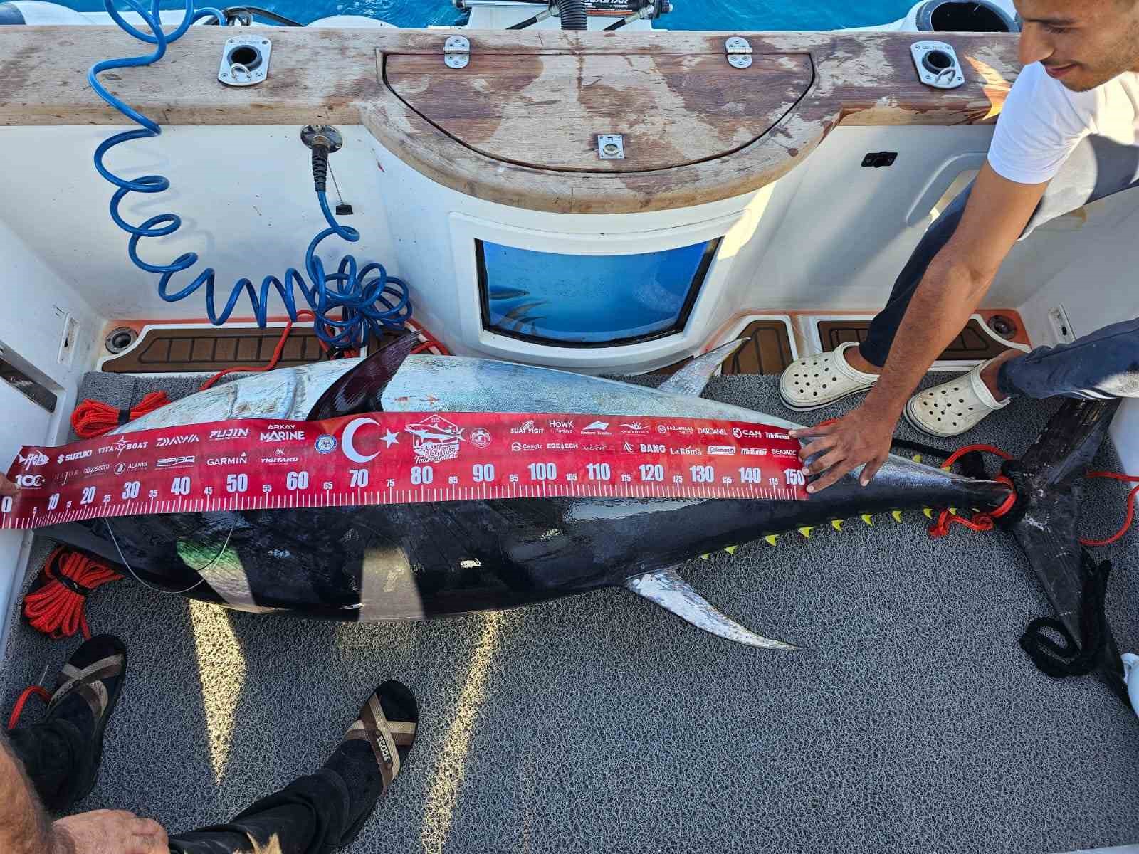 Devasa orkinos 4 kişi tarafından, 1 saatlik mücadeleyle yakalandı