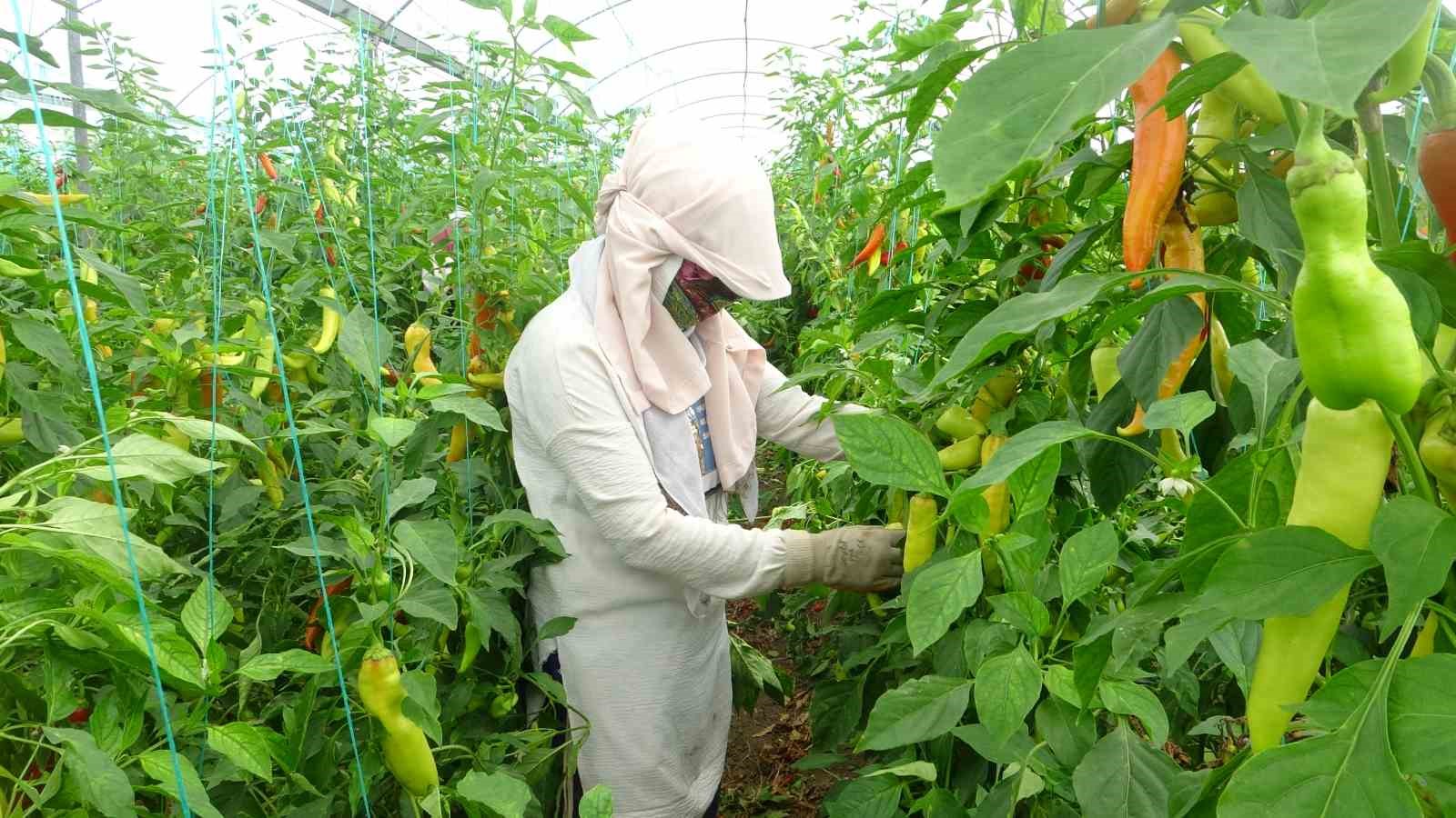 Sera işçileri sıcaklarla mücadele ediyor