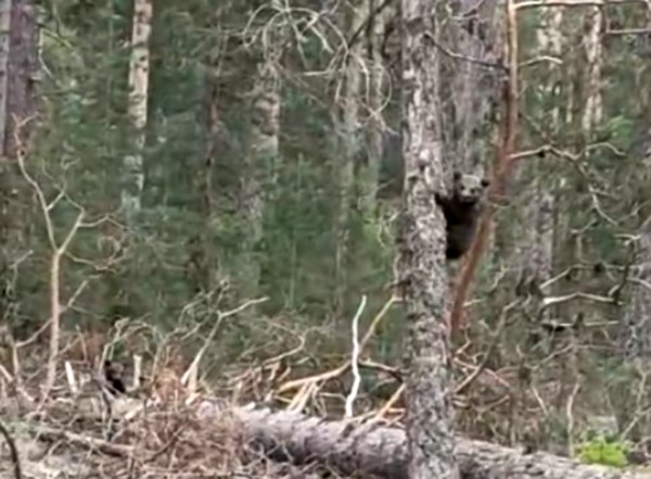 Vatandaşın ayılarla ilginç diyaloğu