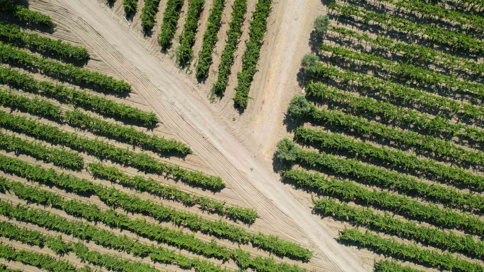 Üzüm bağları aşırı sıcaklardan kavruldu