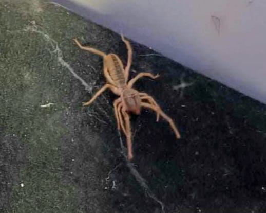 “Sarıkız” paniği