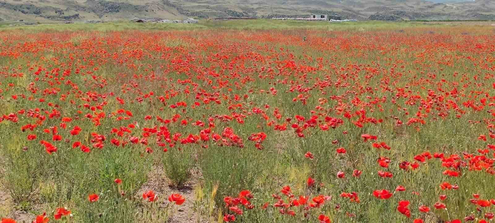 Gelincik çiçekleri görsel şölen oluşturdu