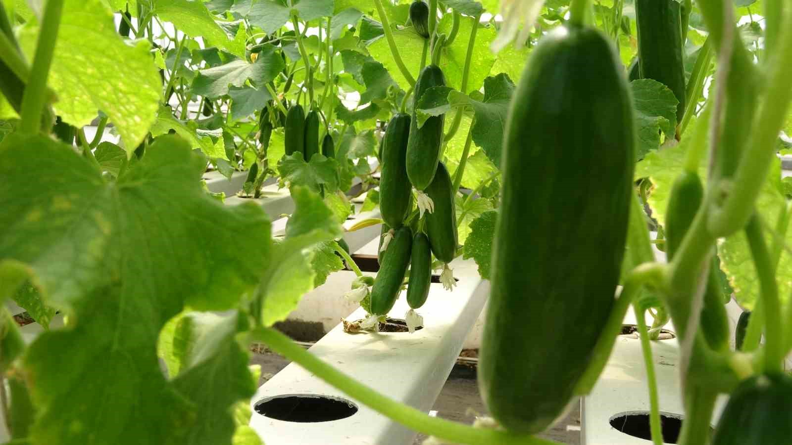 26 günde salatalık, 30 günde marul üretiliyor