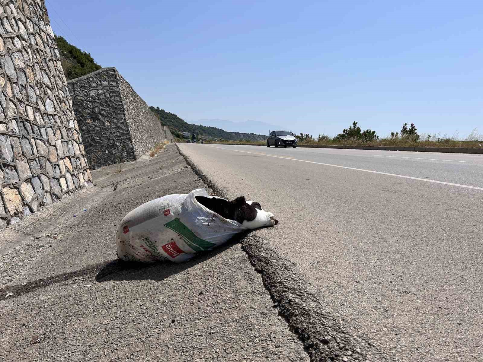 Telef olan buzağıyı çuvala koyup yol kenarına attılar
