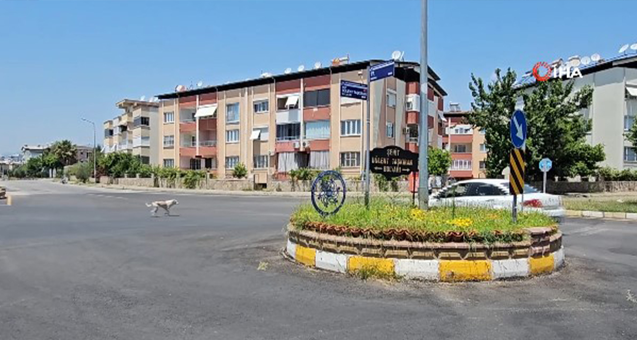 Sokak köpekleri dehşet saçmaya devam ediyor: Yaşlı adam hayata tutundu