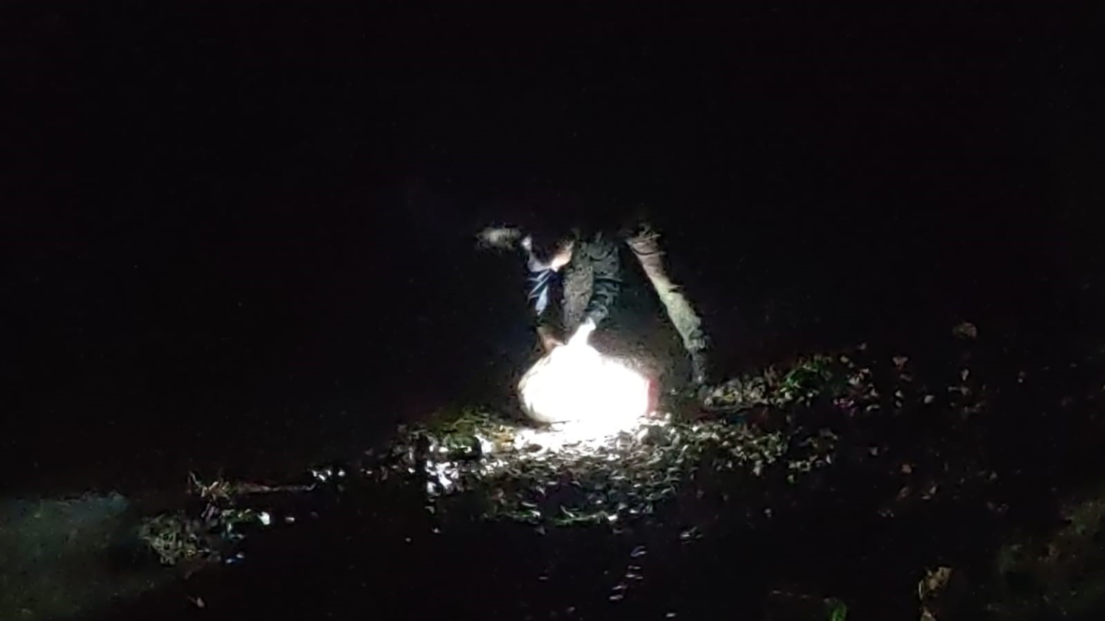 İnci kefali için gece denetimi