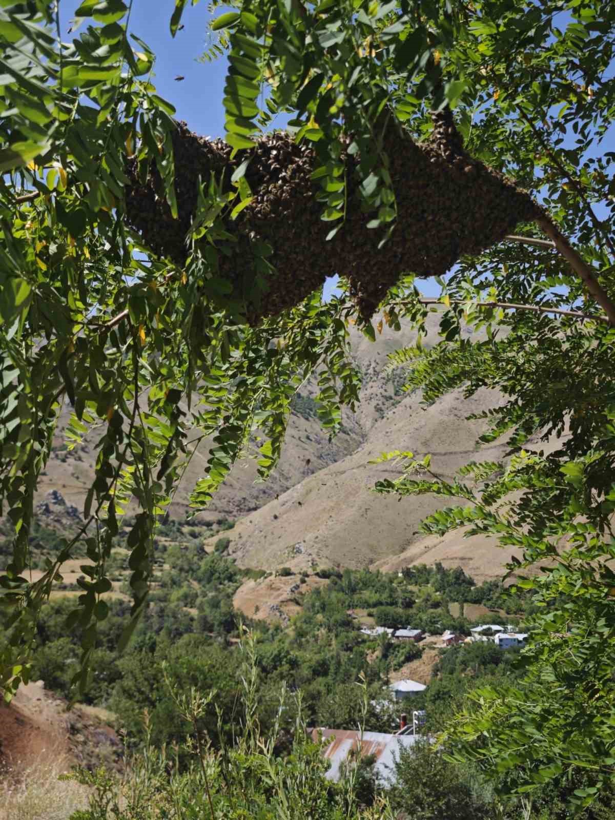 Ağaçta oğul veren bal arılarını elleriyle topladı