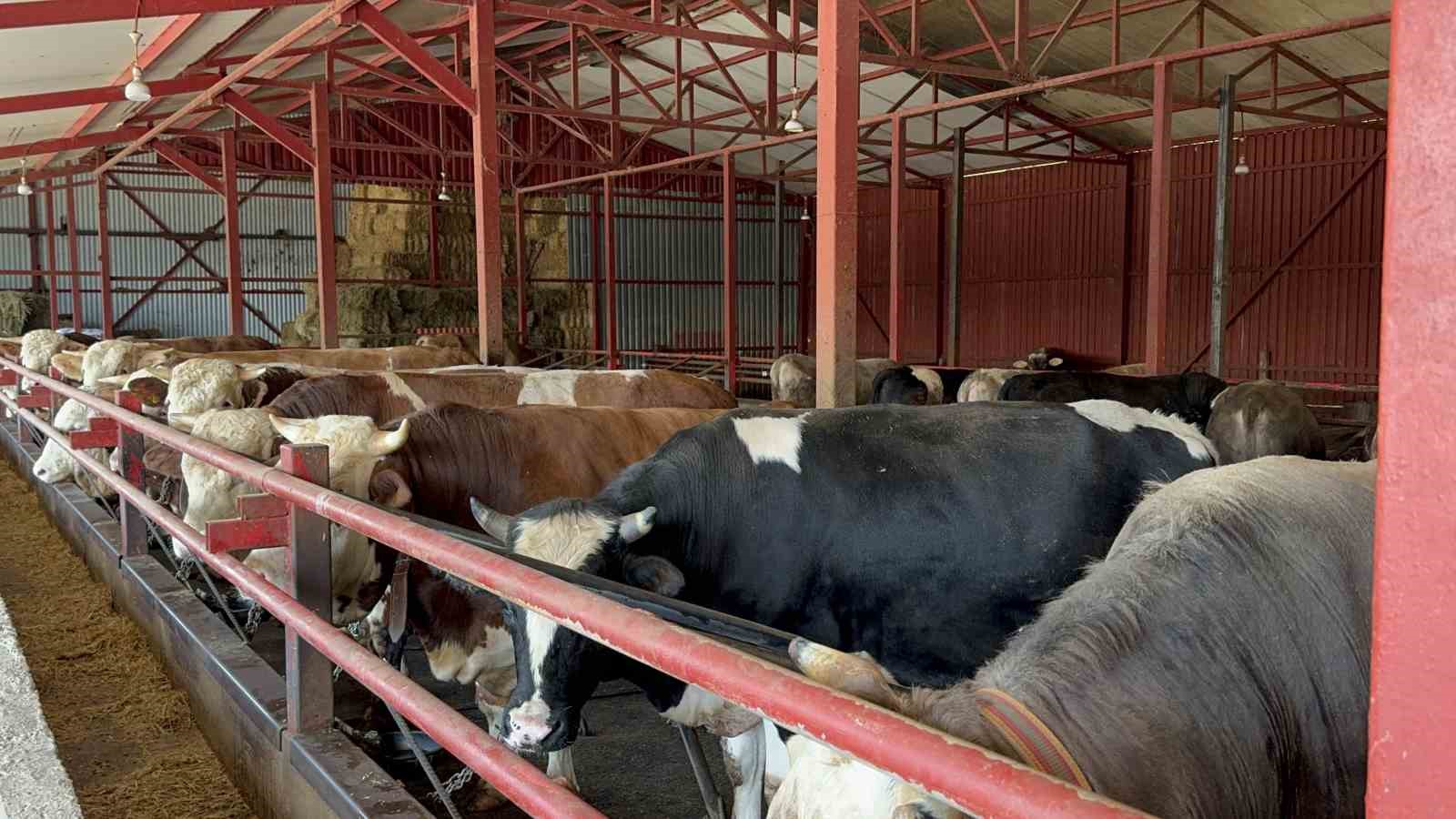 Bakanlıktan aldığı destekle hayvan sayısını arttırdı