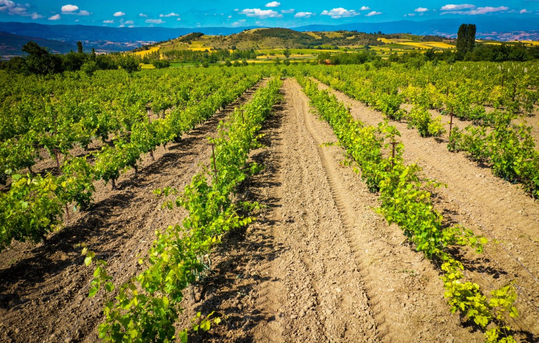Bu yaprak, sofralara lezzet verirken ilçe ekonomisine de katkı sağlıyor