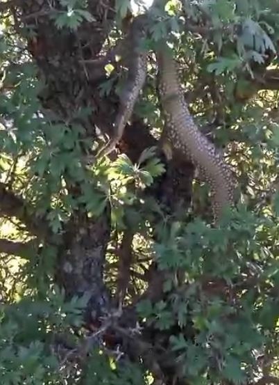 Devasa yılanı görenler gözlerine inanamadı