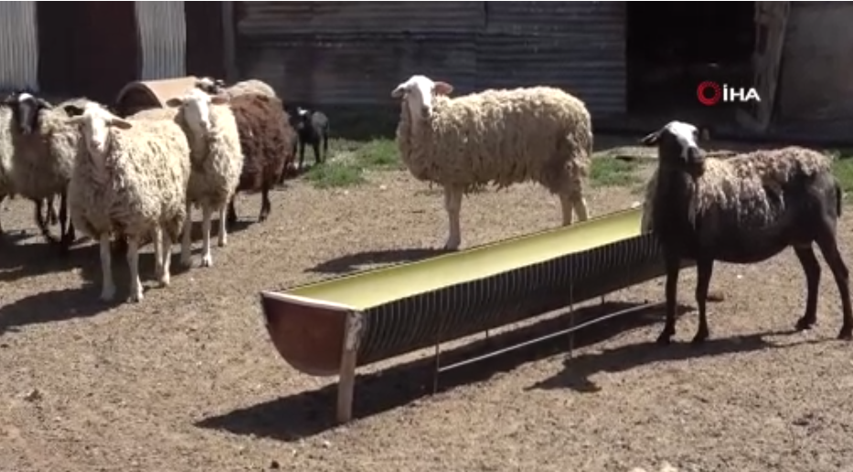 Sokak köpekleri dehşet saçtı