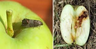 Van İl Tarım ve Orman Müdürlüğü’nden uyarı!